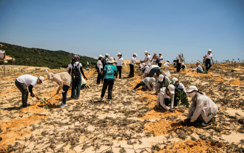 Volunteers planting trees in a restored forest