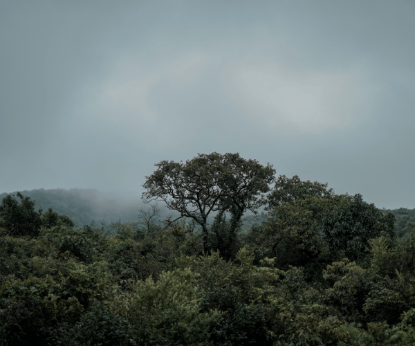 Borneo Rainforest Recovery in Malaysia